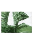 BANÁNLEVELEK - sorszámozott művészi nyomat